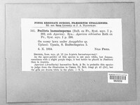 Image of Psalliota haematosperma